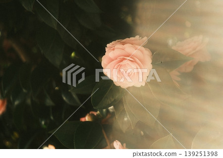 山茶花在光幕中盛開 139251398