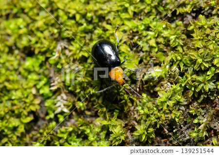 A subspecies of the black cucumber beetle, with an orange head and a black body, walking on moss (macro photography of insects in their natural environment). A subspecies of the black cucumber beetle, with an orange head and a black body, walking on moss (macro photography of insects in their natural environment). 139251544