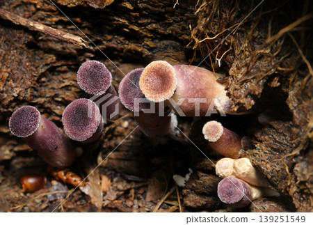 幼小的紫色和米黃色毛茸茸的日本水傘菌(Hygrocybe japonica),表面覆蓋著粗糙的絨毛(日本天然真菌,蘑菇生態微距攝影)。 幼小的紫色和米黃色毛茸茸的日本水傘菌(Hygrocybe japonica),表面覆蓋著粗糙的絨毛(日本天然真菌,蘑菇生態微距攝影)。 139251549