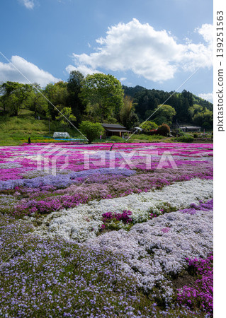 茨城縣日立宮市小船地區的苔蘚福祿考盛開。 139251563