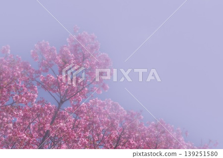 Cherry blossoms in full bloom stand out against the blue sky [Spring] 139251580