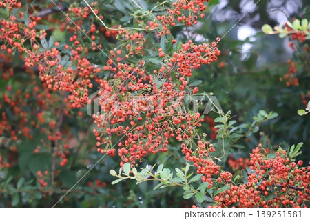 Pyracantha with red fruits Pyracantha with red fruits 139251581