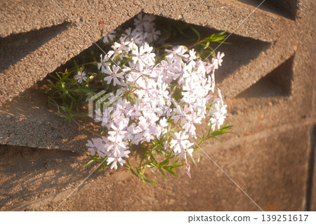 Flowers blooming from a concrete block wall Flowers blooming from a concrete block wall 139251617