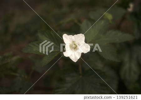 White raspberry flowers White raspberry flowers 139251621