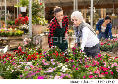 Elderly woman selects dianthus chinensis flowers with the help of a staff member in greenhouse Elderly woman selects dianthus chinensis flowers with the help of a staff member in greenhouse 139251642