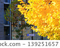 Ginkgo trees along Shinobazu Street 139251657