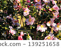 Southernka in full bloom 139251658