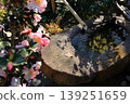 Camellias and deer scarers 139251659