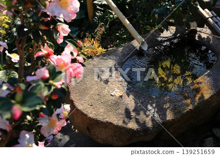 山茶花和驅鹿器 139251659