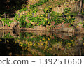 A cluster of butterbur plants reflected on the water's surface. 139251660