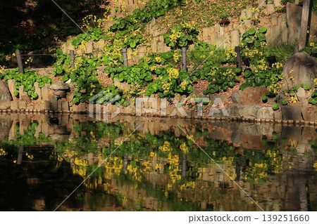 A cluster of butterbur plants reflected on the water's surface. A cluster of butterbur plants reflected on the water's surface. 139251660