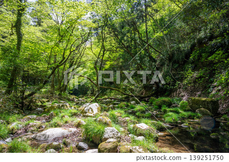 Fresh greenery in Hananuki Valley - Shiomi Falls Suspension Bridge 139251750