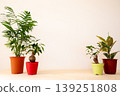 一組四盆不同的盆栽植物，擺在白色背景上。 139251808