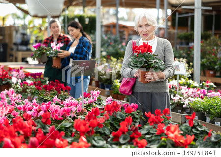 Elderly woman choosing cyclamen in flower shop Elderly woman choosing cyclamen in flower shop 139251841