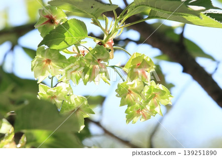 Gyoi-ko cherry blossoms, the green cherry blossoms Gyoi-ko cherry blossoms, the green cherry blossoms 139251890