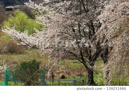 Cherry blossoms and the Minobu Line Cherry blossoms and the Minobu Line 139251998