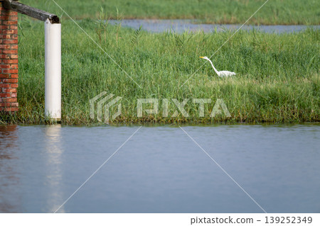Great Egret in the Wetlands of Donggang, Chiayi Great Egret in the Wetlands of Donggang, Chiayi 139252349