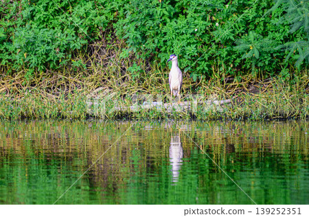 Black-crowned Night Heron at Donggang Wetland in Chiayi Taiwan Black-crowned Night Heron at Donggang Wetland in Chiayi Taiwan 139252351
