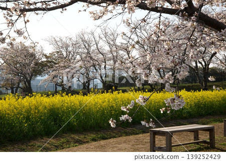 Scenery with cherry blossoms, rape blossoms and a bench Scenery with cherry blossoms, rape blossoms and a bench 139252429