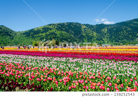 Vibrant Multicolor Tulip Rows at Abbotsford Flower Farms in Spring Vibrant Multicolor Tulip Rows at Abbotsford Flower Farms in Spring 139252543