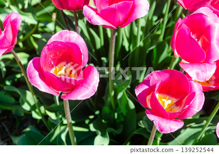 Vibrant Multicolor Tulip Rows at Abbotsford Flower Farms in Spring Vibrant Multicolor Tulip Rows at Abbotsford Flower Farms in Spring 139252544