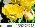 Vibrant Multicolor Tulip Rows at Abbotsford Flower Farms in Spring 139252548