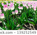 Vibrant Multicolor Tulip Rows at Abbotsford Flower Farms in Spring 139252549