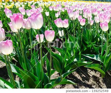 Vibrant Multicolor Tulip Rows at Abbotsford Flower Farms in Spring Vibrant Multicolor Tulip Rows at Abbotsford Flower Farms in Spring 139252549