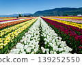 Vibrant Multicolor Tulip Rows at Abbotsford Flower Farms in Spring 139252550
