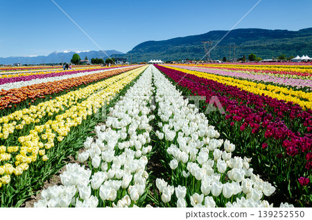 Vibrant Multicolor Tulip Rows at Abbotsford Flower Farms in Spring 139252550
