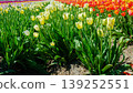 Vibrant Multicolor Tulip Rows at Abbotsford Flower Farms in Spring 139252551