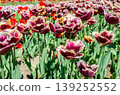 Vibrant Multicolor Tulip Rows at Abbotsford Flower Farms in Spring 139252552