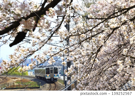 中央線列車飛馳穿過一片盛開的櫻花田。 中央線列車飛馳穿過一片盛開的櫻花田。 139252567