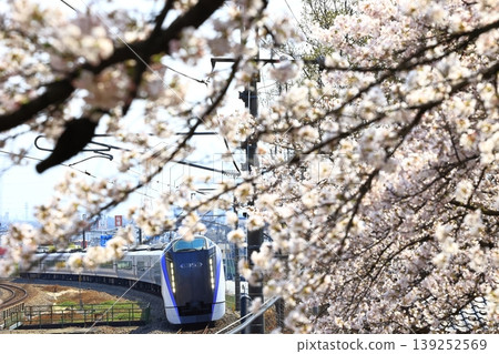 The Chuo Main Line train speeds through a field of cherry blossoms in full bloom. The Chuo Main Line train speeds through a field of cherry blossoms in full bloom. 139252569