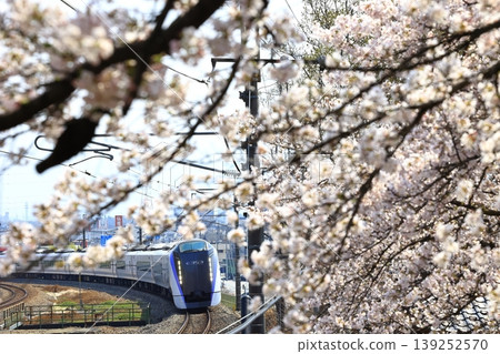 The Chuo Main Line train speeds through a field of cherry blossoms in full bloom. 139252570