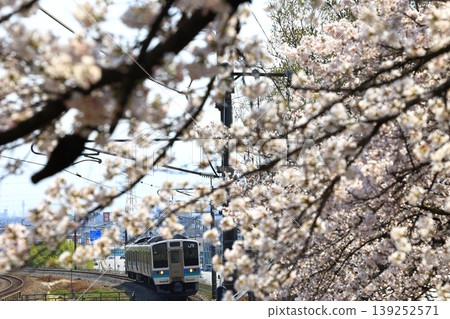 中央線列車飛馳穿過一片盛開的櫻花田。 中央線列車飛馳穿過一片盛開的櫻花田。 139252571