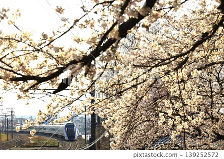 The Chuo Main Line train speeds through a field of cherry blossoms in full bloom. The Chuo Main Line train speeds through a field of cherry blossoms in full bloom. 139252572