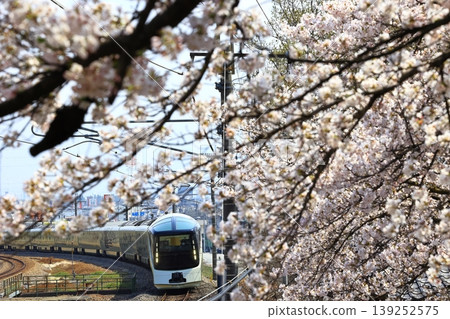 The Chuo Main Line train speeds through a field of cherry blossoms in full bloom. The Chuo Main Line train speeds through a field of cherry blossoms in full bloom. 139252575