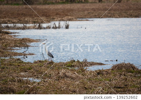 A grey heron standing over Miyajima Marsh A grey heron standing over Miyajima Marsh 139252602