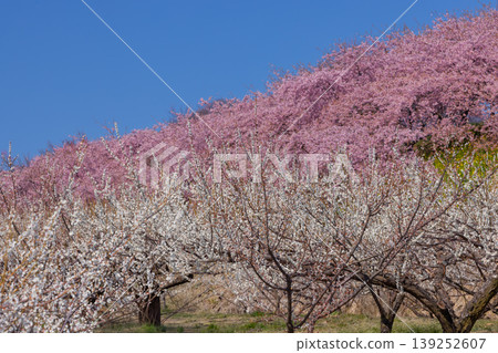 Misato Plum Grove, a famous spot for plum and cherry blossoms, Zenchi, Misato-cho, Takasaki City, Gunma Prefecture: The fully bloomed Kawazu cherry tree avenue and white plum garden at Zenchi Plum Grove Square. Misato Plum Grove, a famous spot for plum and cherry blossoms, Zenchi, Misato-cho, Takasaki City, Gunma Prefecture: The fully bloomed Kawazu cherry tree avenue and white plum garden at Zenchi Plum Grove Square. 139252607