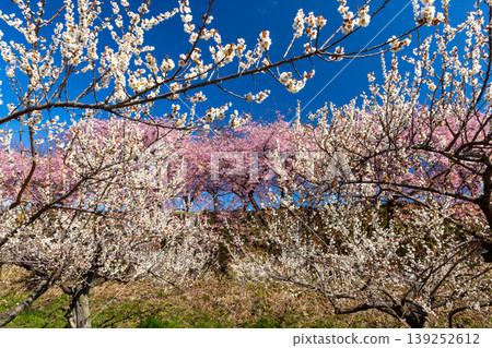 Misato Plum Grove, a famous spot for plum and cherry blossoms, Zenchi, Misato-cho, Takasaki City, Gunma Prefecture: The fully bloomed Kawazu cherry tree avenue and white plum garden at Zenchi Plum Grove Square. Misato Plum Grove, a famous spot for plum and cherry blossoms, Zenchi, Misato-cho, Takasaki City, Gunma Prefecture: The fully bloomed Kawazu cherry tree avenue and white plum garden at Zenchi Plum Grove Square. 139252612