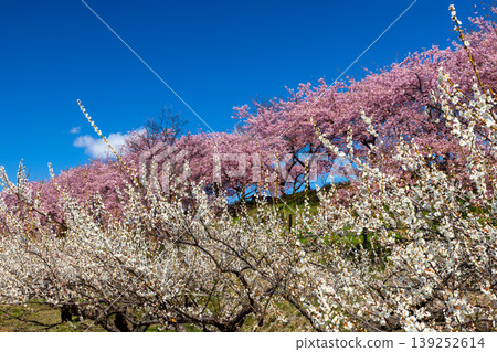 Misato Plum Grove, a famous spot for plum and cherry blossoms, Zenchi, Misato-cho, Takasaki City, Gunma Prefecture: The fully bloomed Kawazu cherry tree avenue and white plum garden at Zenchi Plum Grove Square. Misato Plum Grove, a famous spot for plum and cherry blossoms, Zenchi, Misato-cho, Takasaki City, Gunma Prefecture: The fully bloomed Kawazu cherry tree avenue and white plum garden at Zenchi Plum Grove Square. 139252614