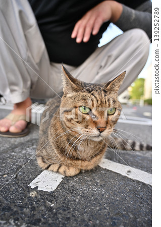A cat staring at you A cat staring at you 139252789
