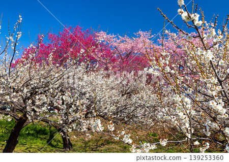 Misato Plum Grove, a famous spot for plum and cherry blossoms, Zenchi, Misato-cho, Takasaki City, Gunma Prefecture. The fully bloomed Kawazu cherry trees and white and red plum blossoms in Zenchi Plum Grove Square. Misato Plum Grove, a famous spot for plum and cherry blossoms, Zenchi, Misato-cho, Takasaki City, Gunma Prefecture. The fully bloomed Kawazu cherry trees and white and red plum blossoms in Zenchi Plum Grove Square. 139253360