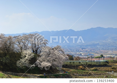 Jinroku Cherry Blossoms and Shikishima 139253400