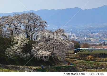 神六櫻花與敷島 139253402