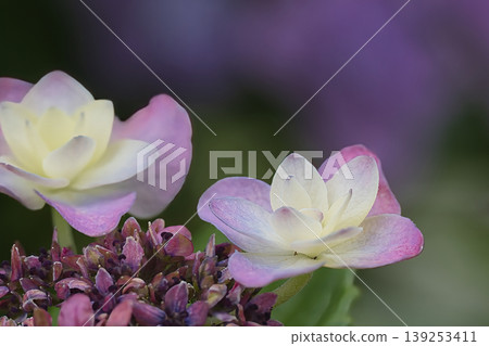 淺紫色的額頭繡球花 淺紫色的額頭繡球花 139253411