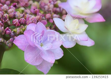 美麗的繡球花萼 美麗的繡球花萼 139253415