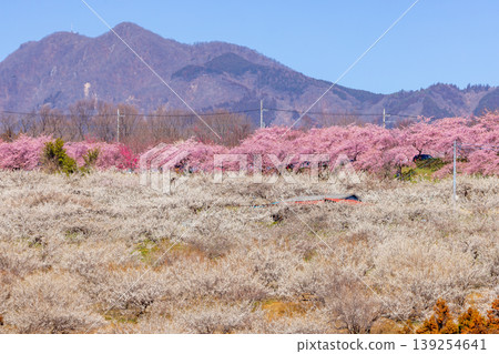 群馬縣高崎市美里町善地:美里梅林,著名的梅花和櫻花觀賞地。善地梅林廣場上,一排河津櫻花樹正值盛花期,遠處可見白梅和紅梅。 群馬縣高崎市美里町善地:美里梅林,著名的梅花和櫻花觀賞地。善地梅林廣場上,一排河津櫻花樹正值盛花期,遠處可見白梅和紅梅。 139254641
