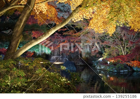 Night view of a Japanese garden with illuminated autumn leaves and a waterfall. 139255186